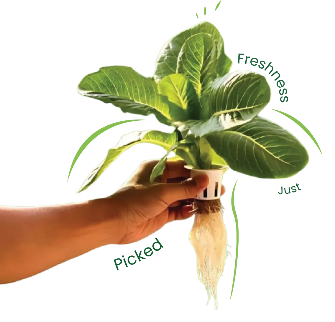 grow_flower