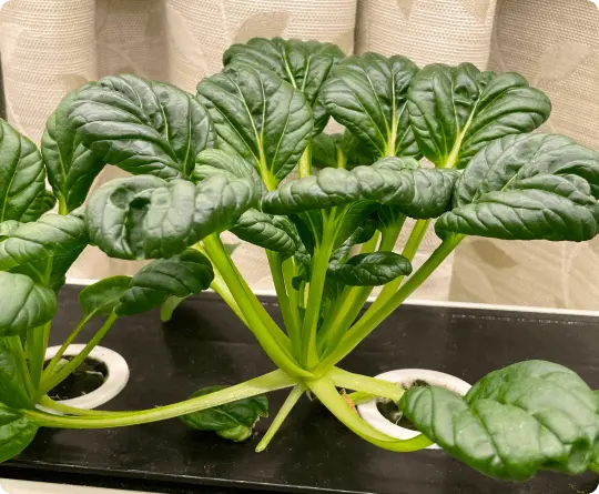 plant