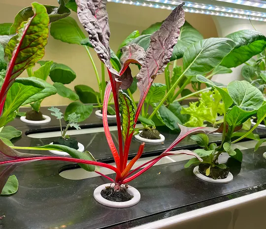 plant