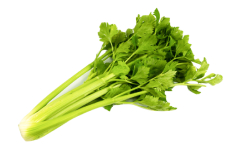 celery