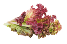 lettuce-lolo