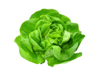 lettuce