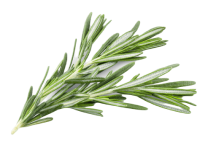 rosemary